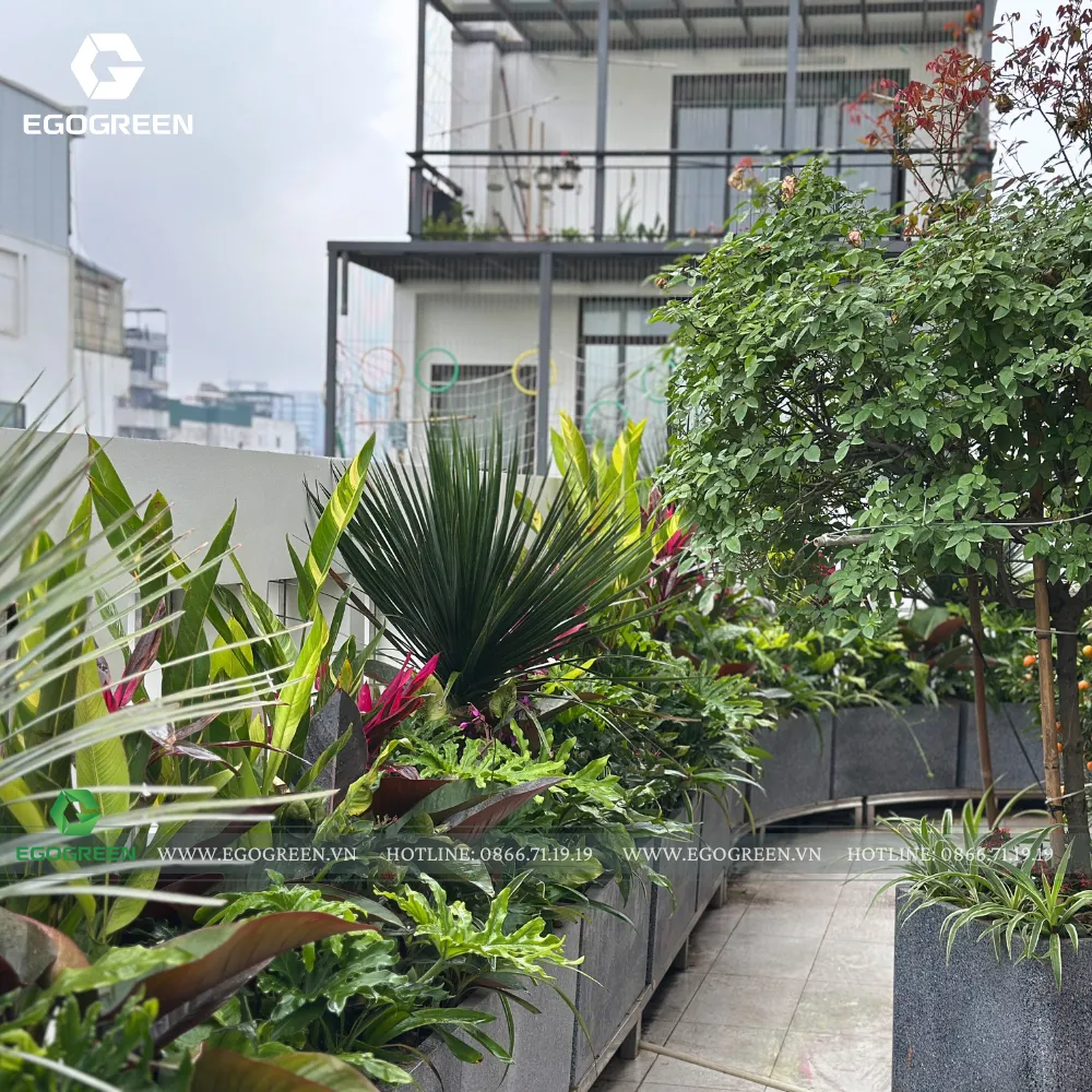 Chậu cây cao tạo cảm giác rộng rãi hơn